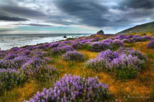 Lupines on the Lost Coast-7111 Lupines on the Lost Coast-7111